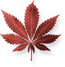 Marihuana je nejrozšířenější nelegální drogou na světě.
